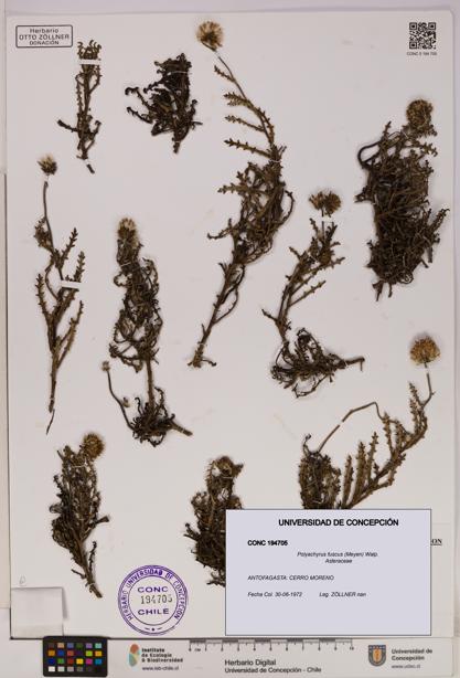 Polyachyrus fuscus [Espécimen: UDEC:CONC:0194705]