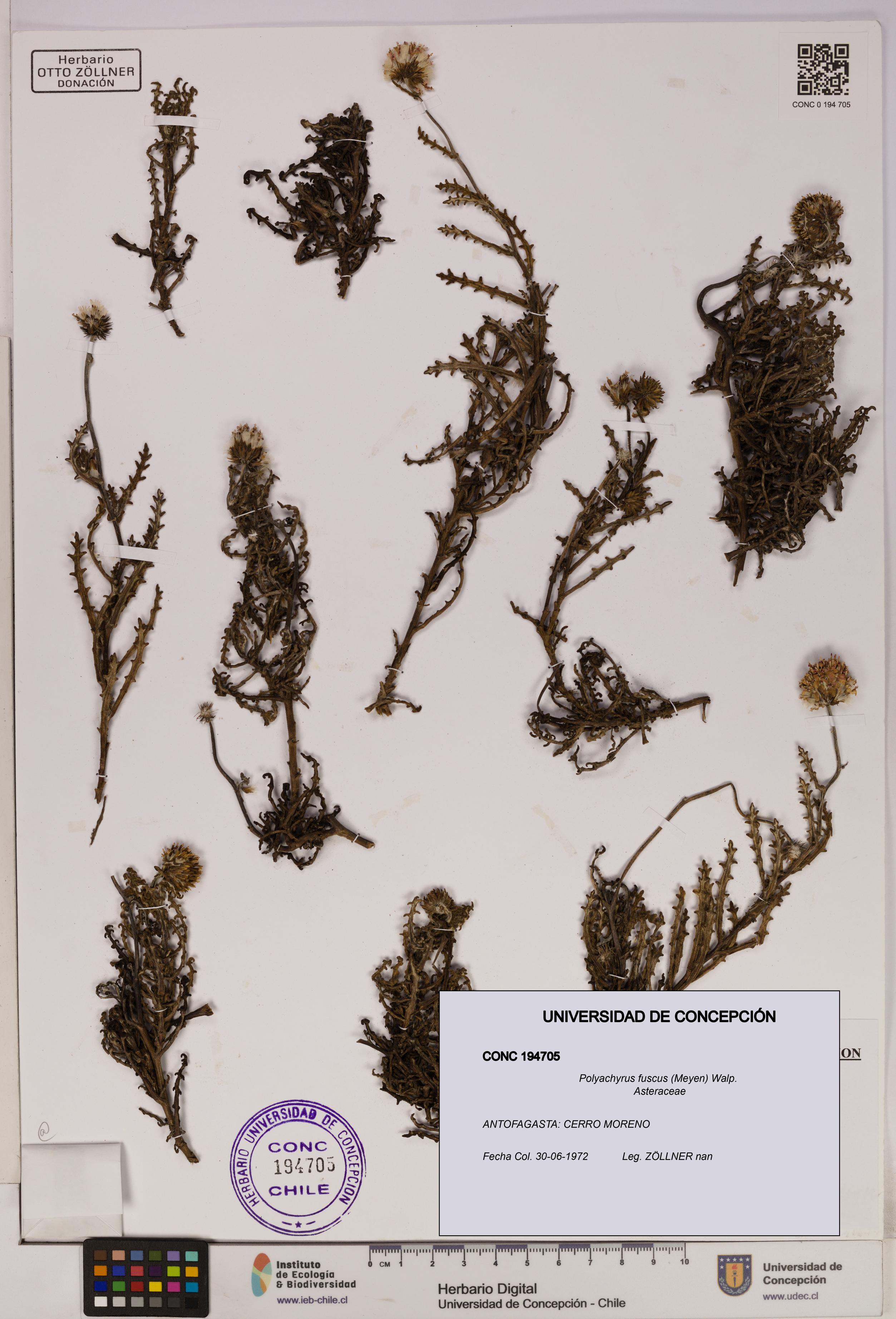 Polyachyrus fuscus [Espécimen: UDEC:CONC:0194705]