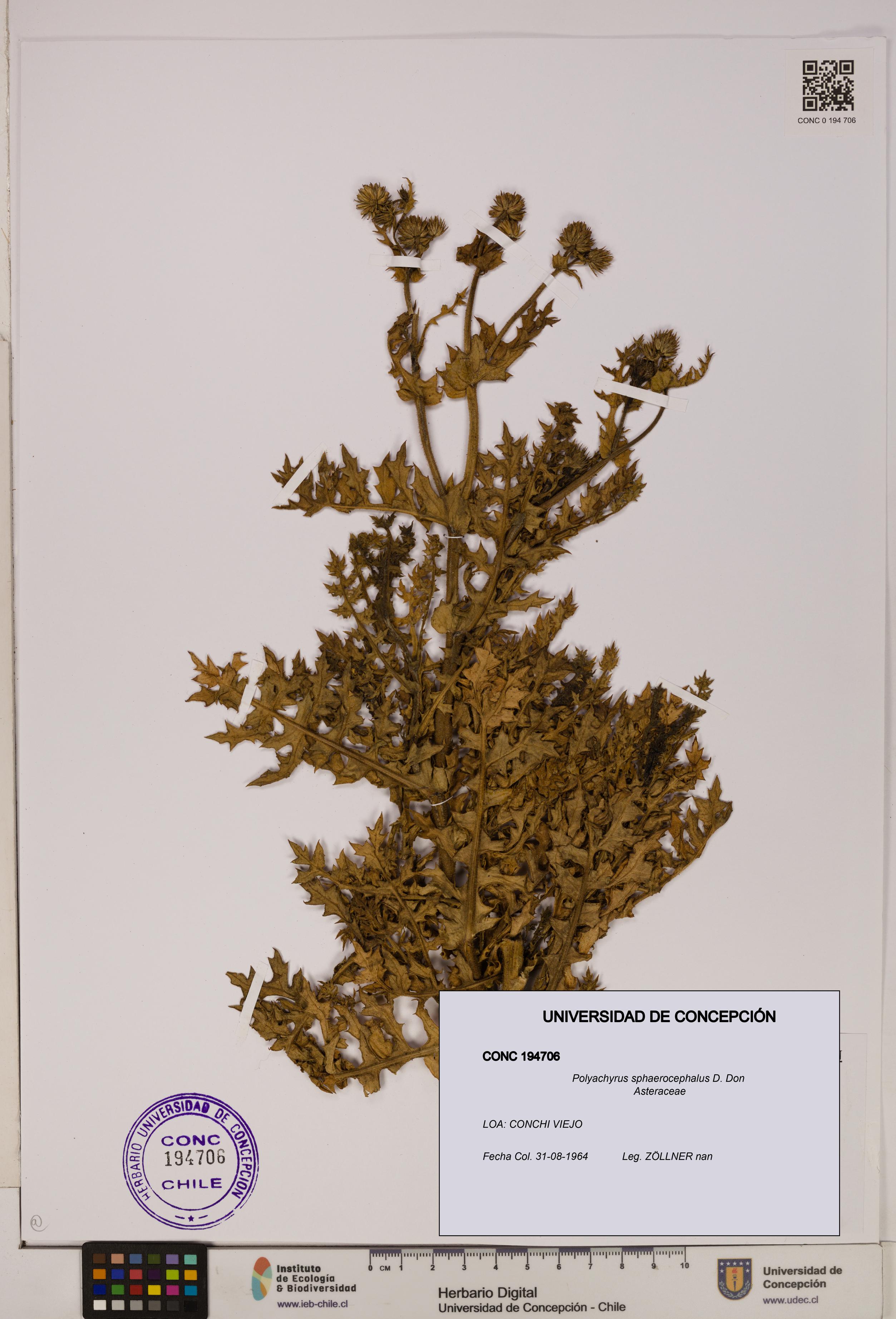 Polyachyrus sphaerocephalus [Espécimen: ]