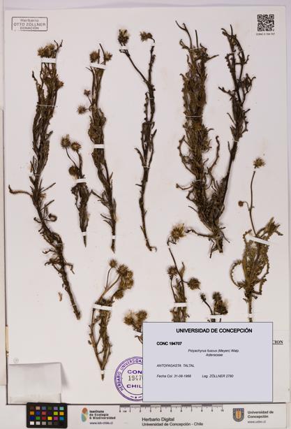 Polyachyrus fuscus [Espécimen: UDEC:CONC:0194707]