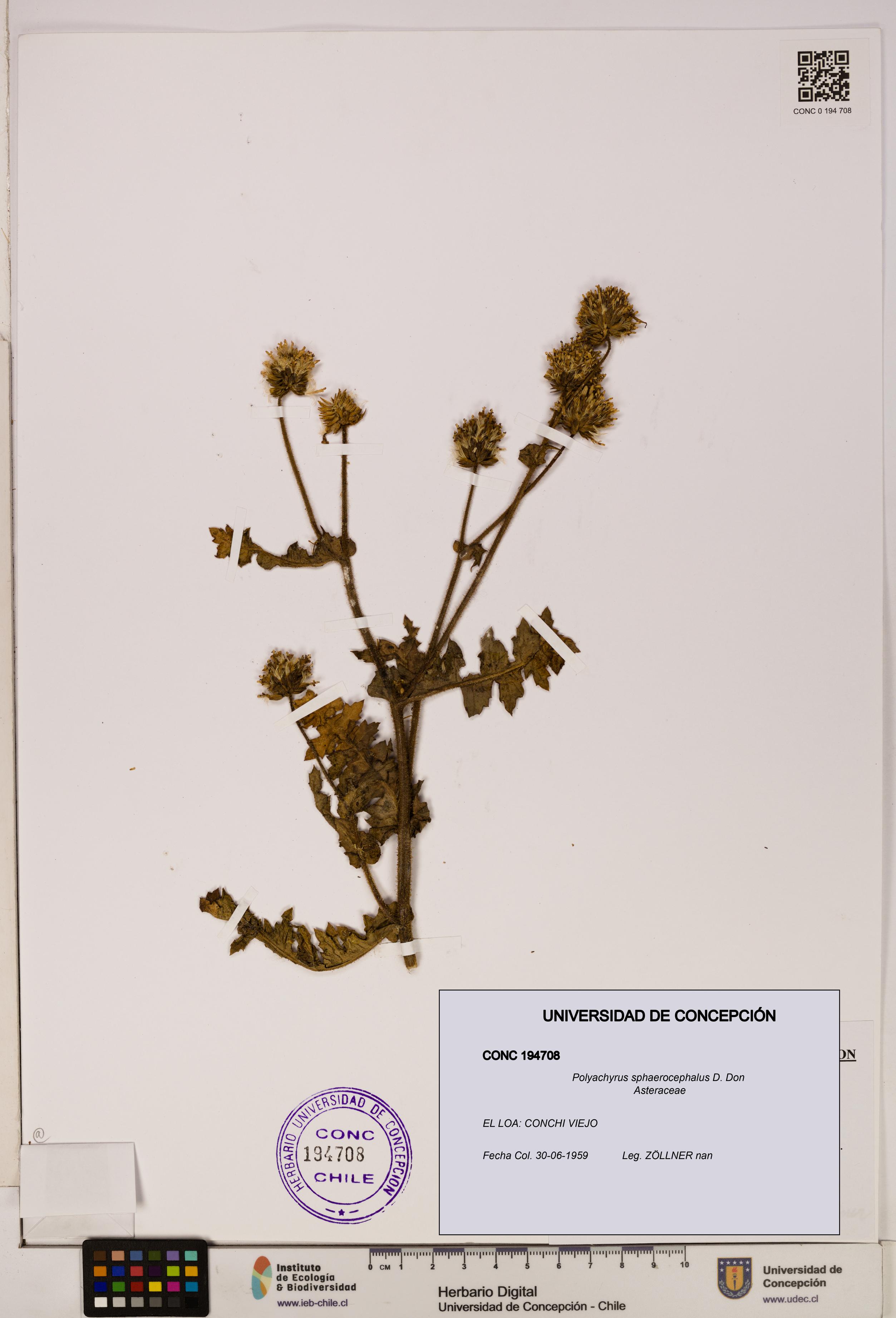 Polyachyrus sphaerocephalus [Espécimen: ]