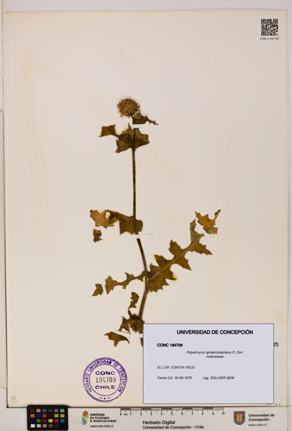 Polyachyrus sphaerocephalus [Espécimen: ]