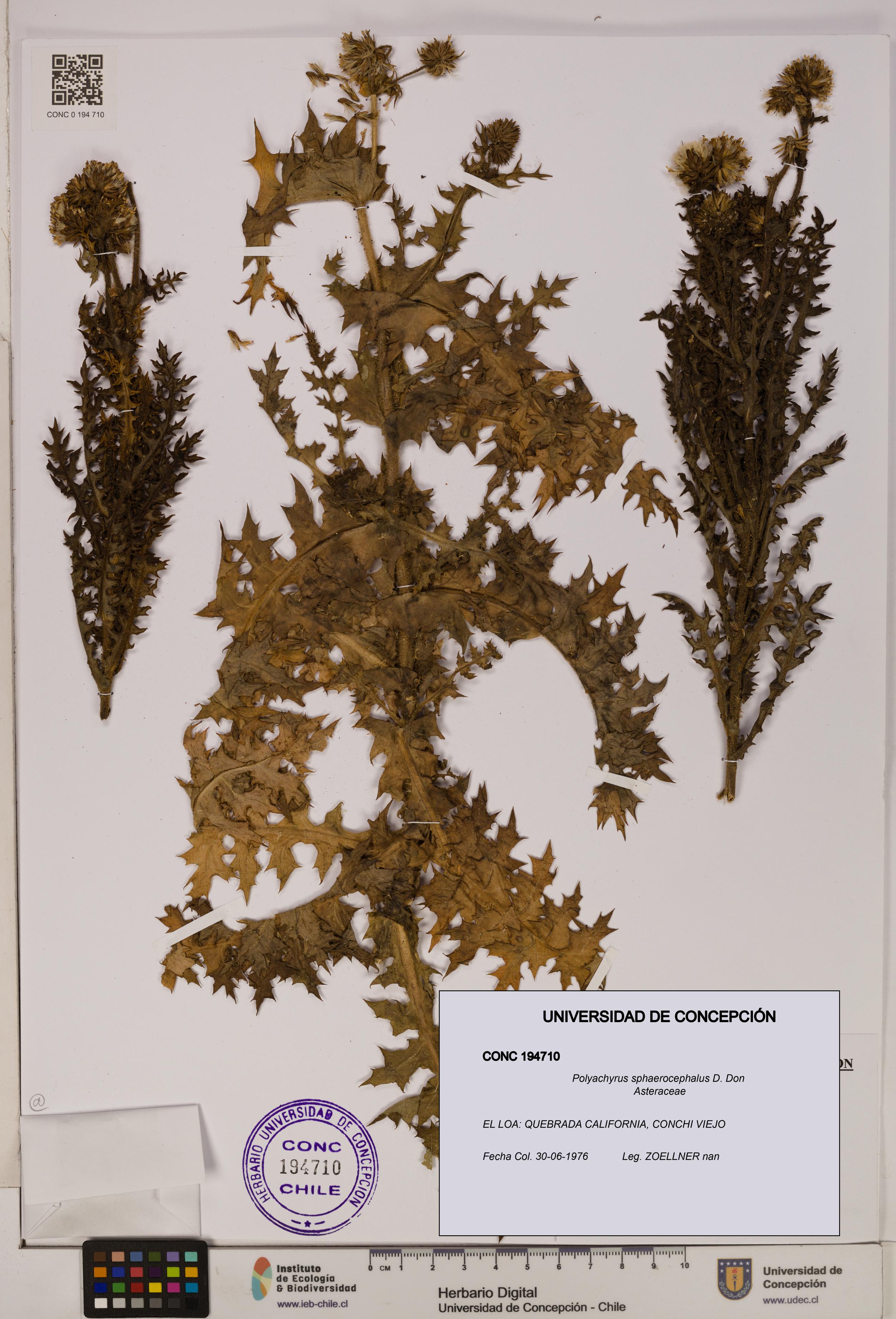 Polyachyrus sphaerocephalus [Espécimen: ]