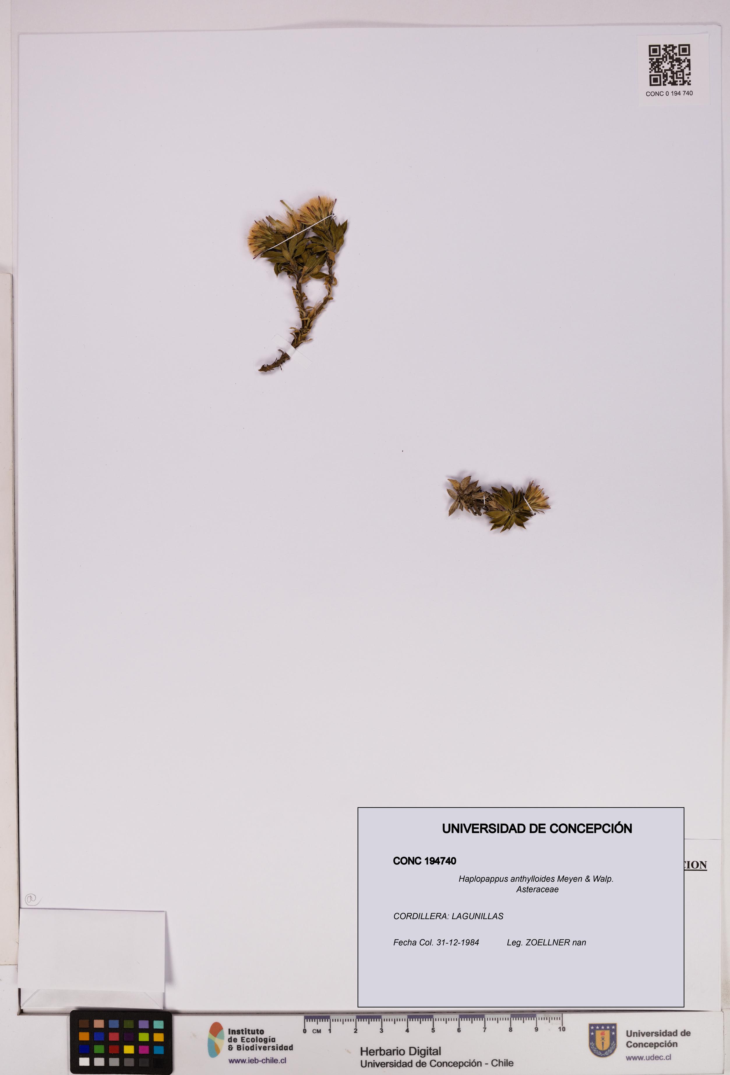 Haplopappus anthylloides [Espécimen: UDEC:CONC:0194740]