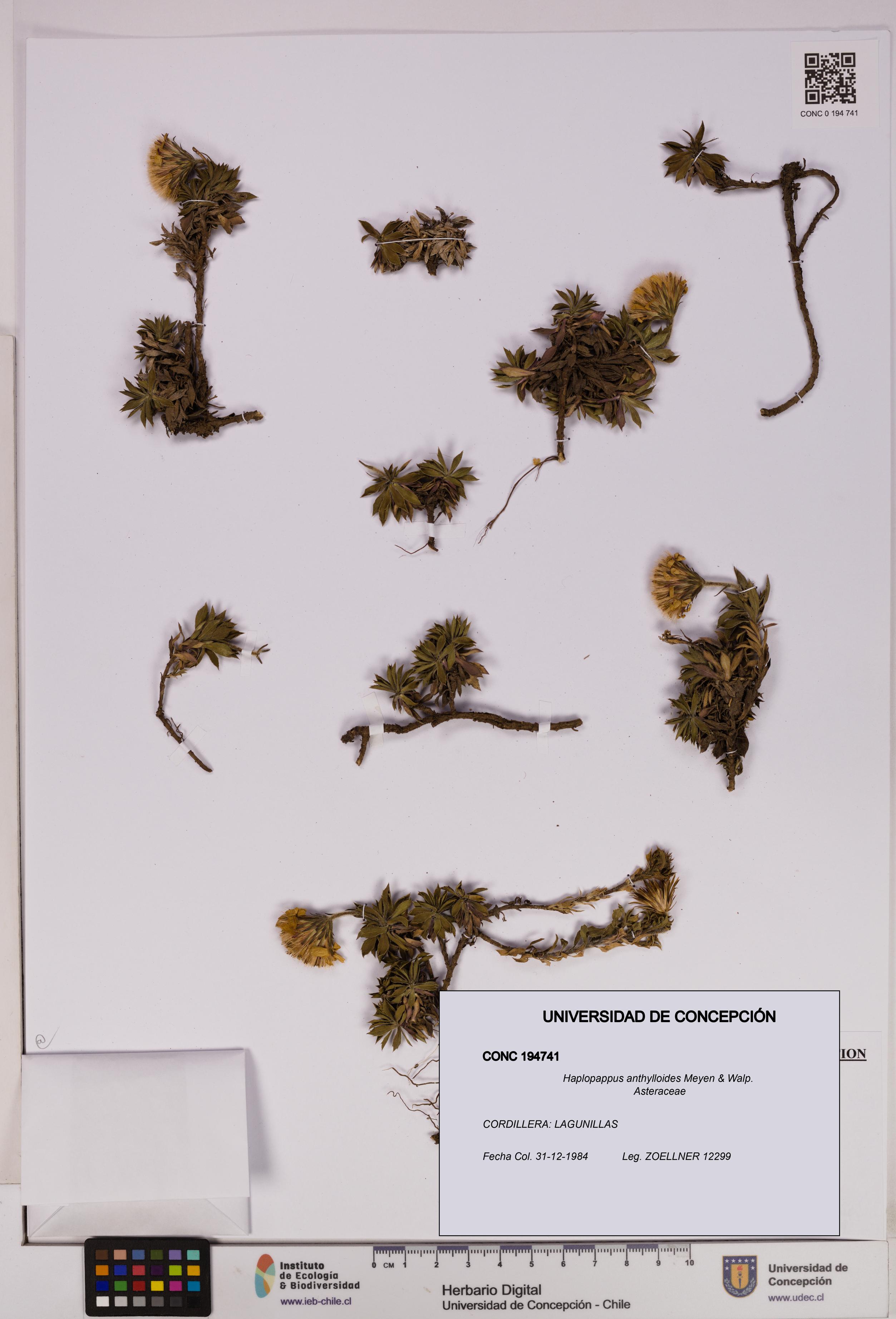 Haplopappus anthylloides [Espécimen: UDEC:CONC:0194741]