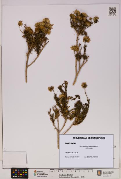 Diplostephium meyenii [Espécimen: UDEC:CONC:0194744]