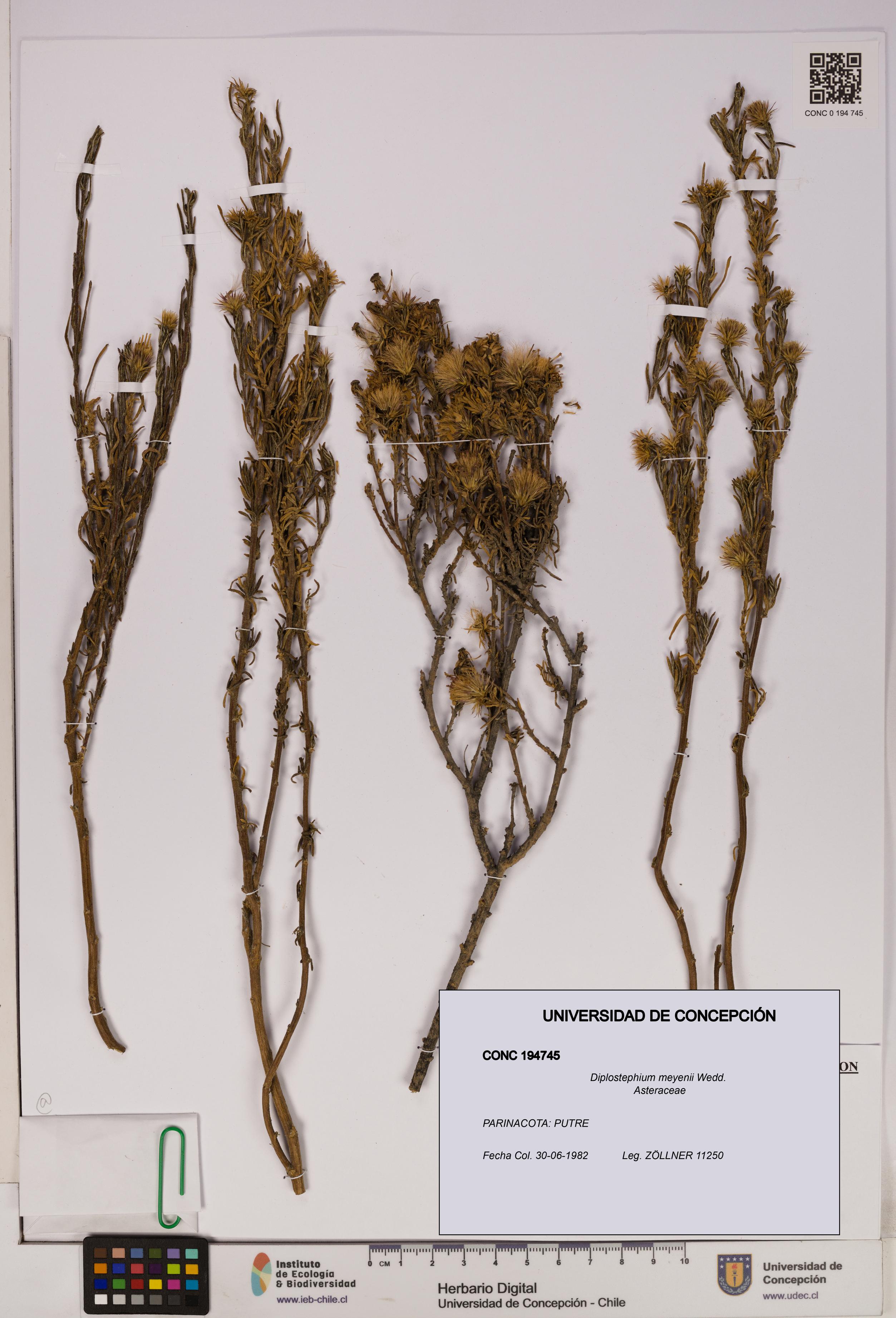 Diplostephium meyenii [Espécimen: UDEC:CONC:0194745]