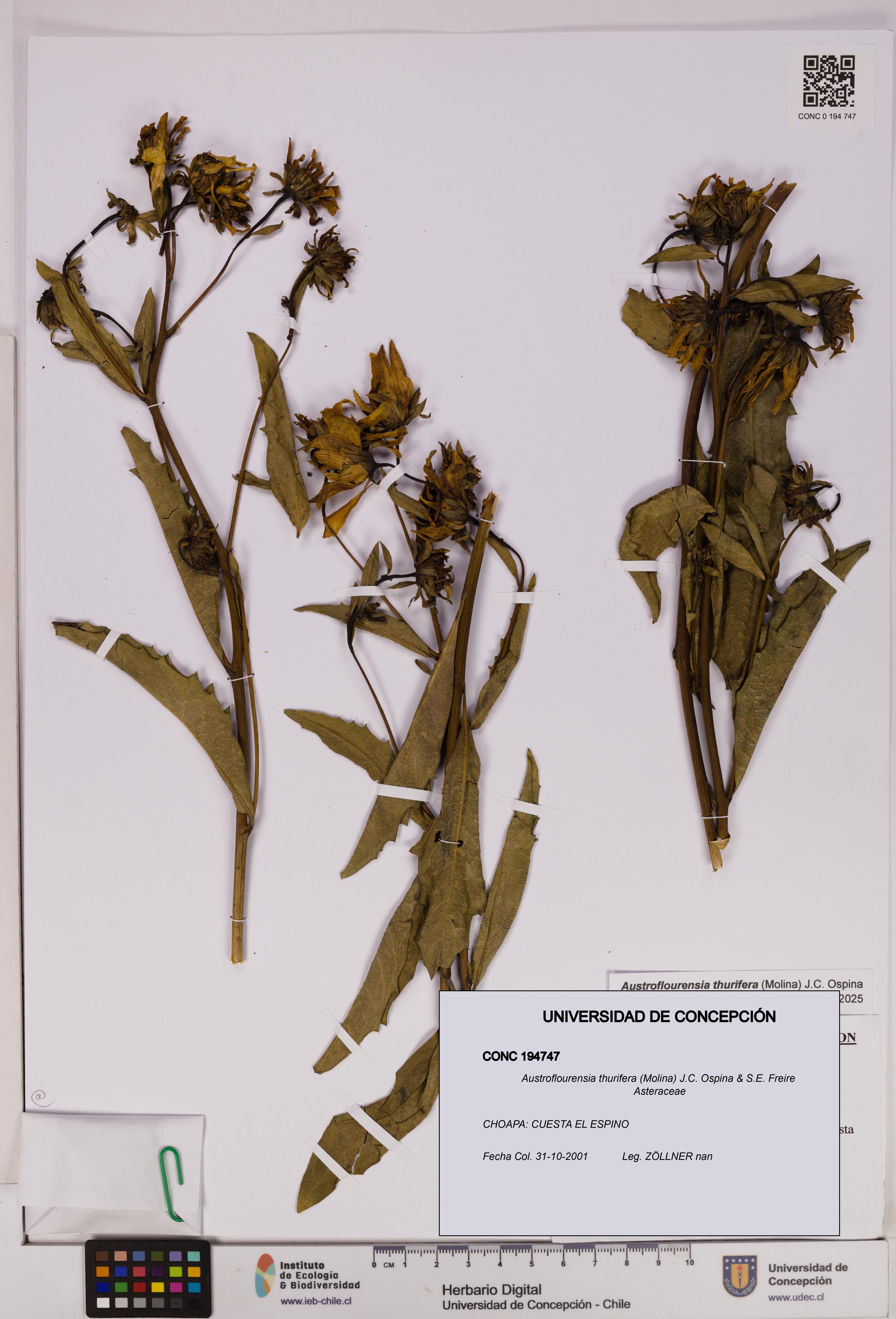 Austroflourensia thurifera [Espécimen: UDEC:CONC:0194747]