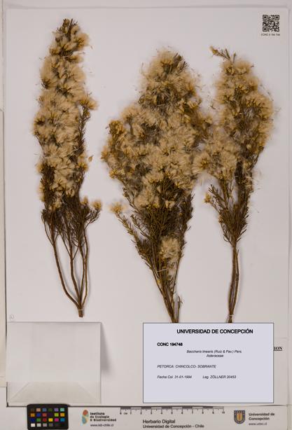 Baccharis linearis [Espécimen: UDEC:CONC:0194748]
