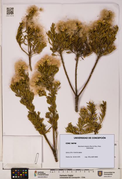 Baccharis linearis [Espécimen: UDEC:CONC:0194749]