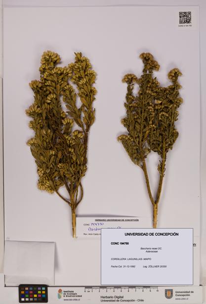 Baccharis neaei [Espécimen: UDEC:CONC:0194750]