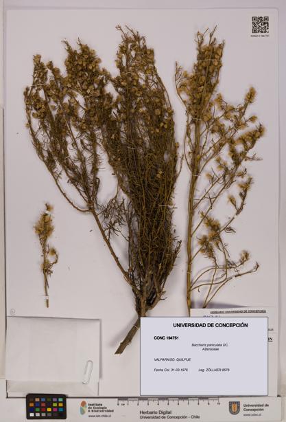 Baccharis paniculata [Espécimen: UDEC:CONC:0194751]