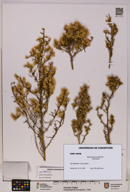 Baccharis paniculata [Espécimen: UDEC:CONC:0194752]
