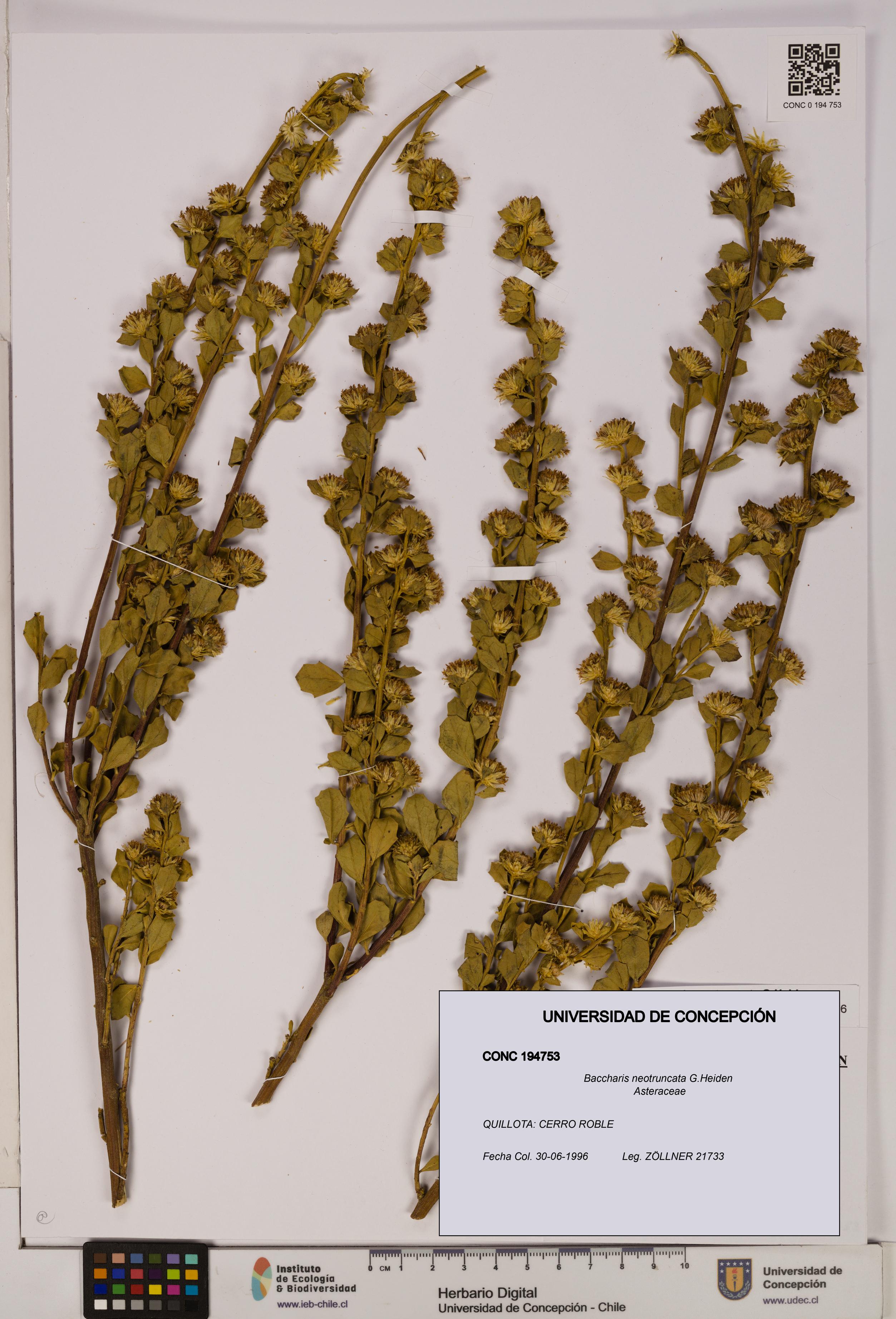 Baccharis neotruncata [Espécimen: UDEC:CONC:0194753]