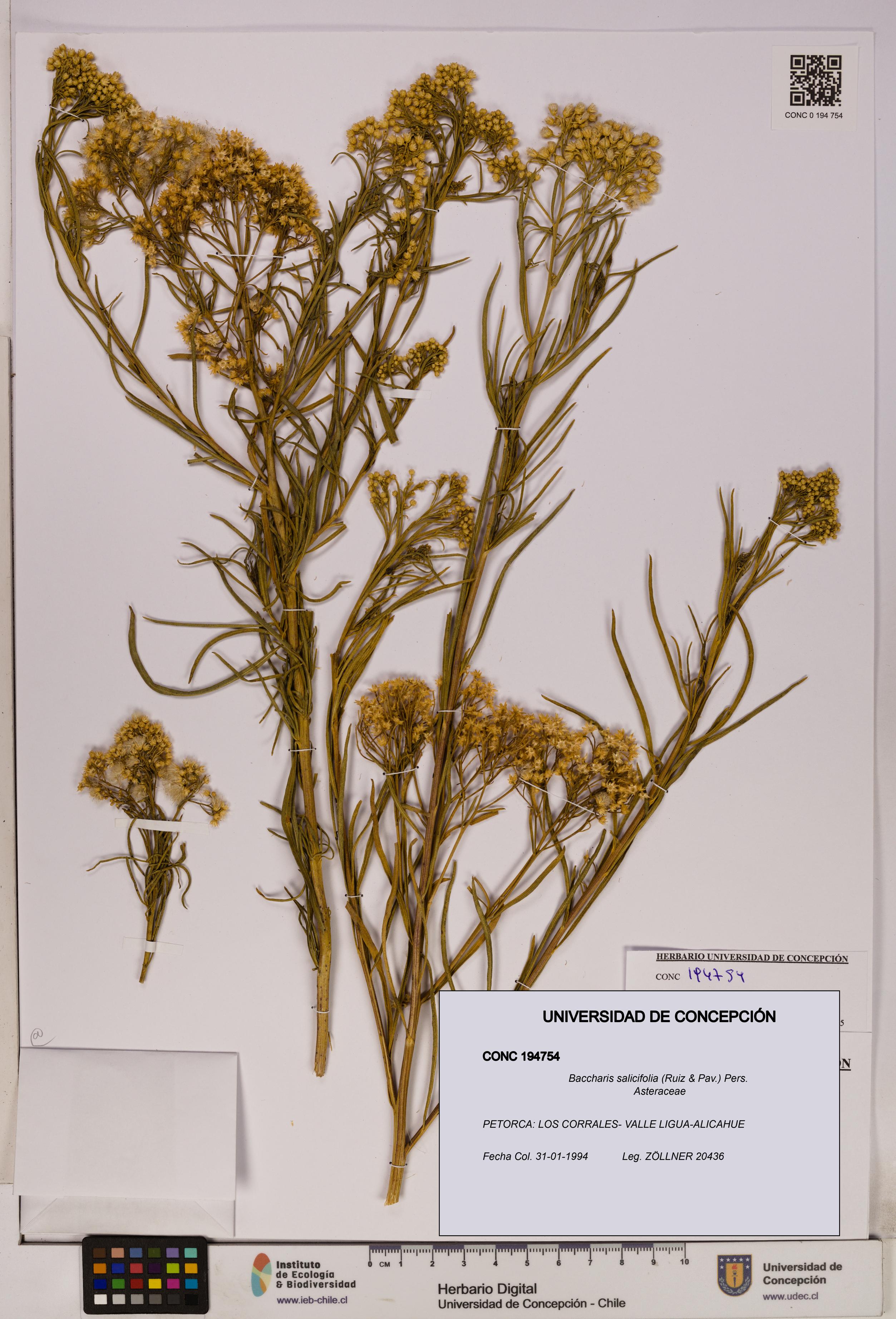 Baccharis salicifolia [Espécimen: UDEC:CONC:0194754]