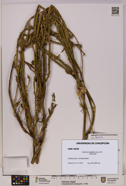 Baccharis sagittalis [Espécimen: UDEC:CONC:0194755]