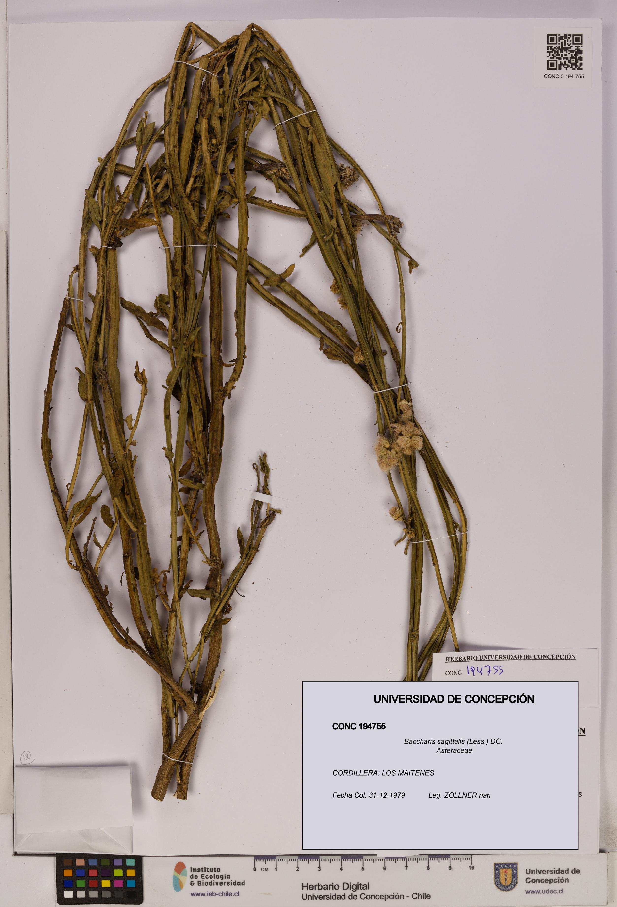 Baccharis sagittalis [Espécimen: UDEC:CONC:0194755]