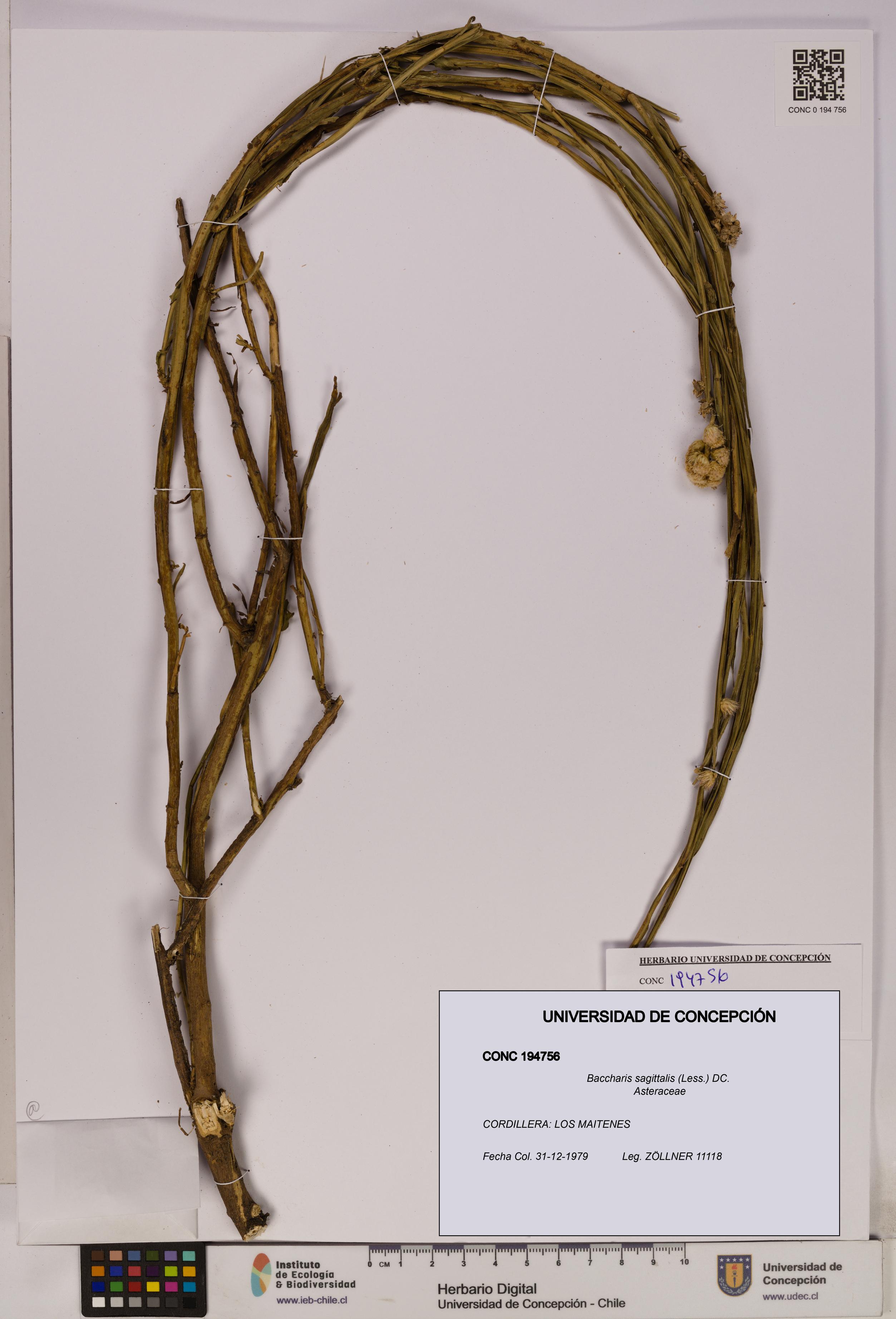 Baccharis sagittalis [Espécimen: UDEC:CONC:0194756]