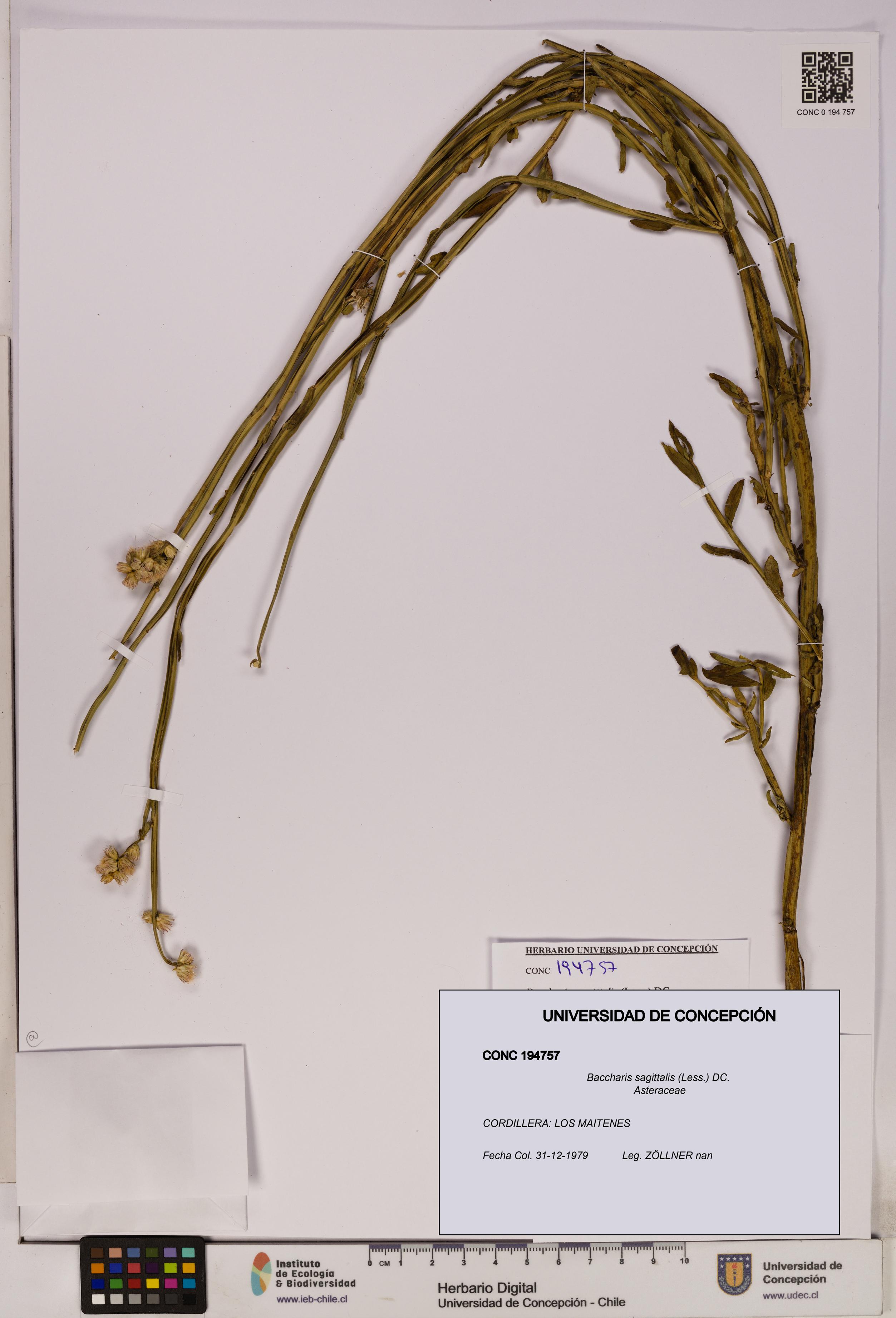 Baccharis sagittalis [Espécimen: UDEC:CONC:0194757]