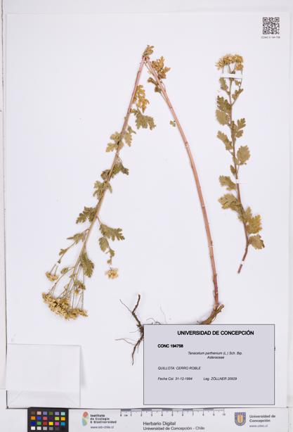 Tanacetum parthenium [Espécimen: ]