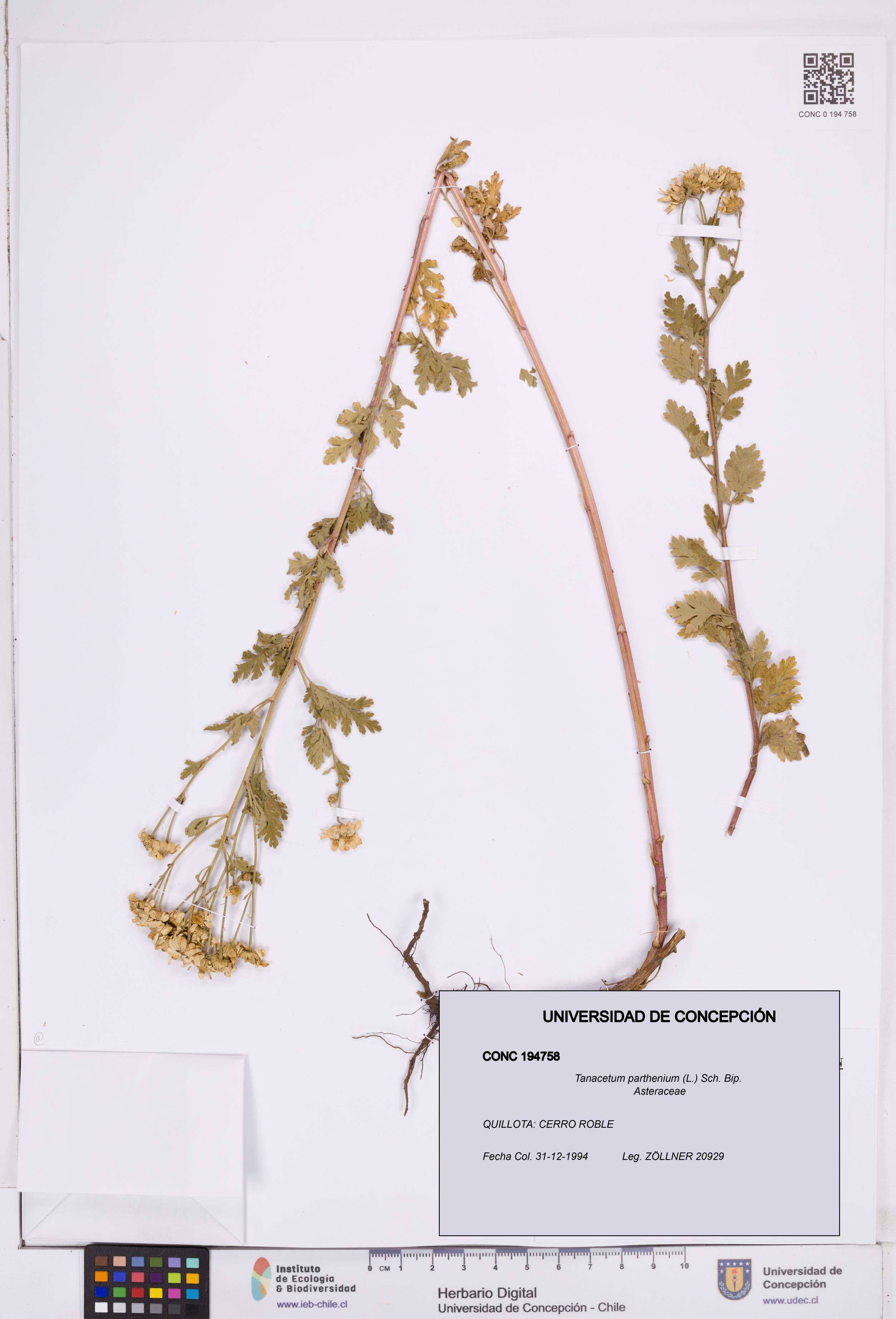 Tanacetum parthenium [Espécimen: ]