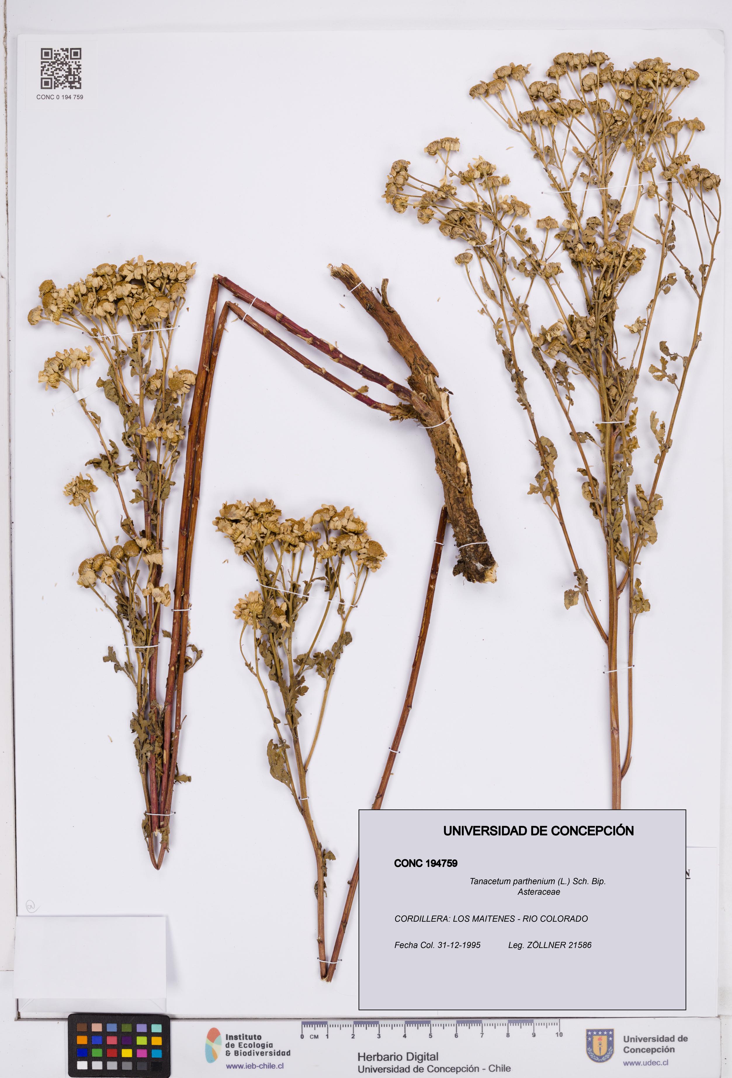 Tanacetum parthenium [Espécimen: ]