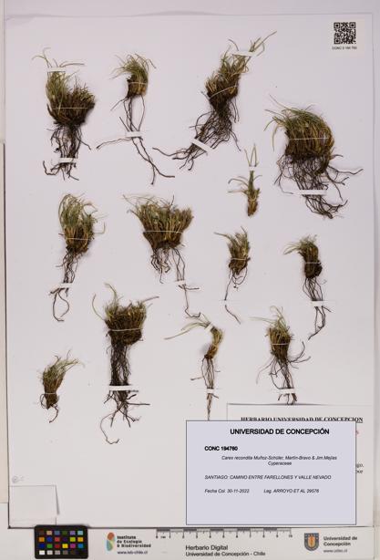 Carex recondita [Espécimen: UDEC:CONC:0194760]