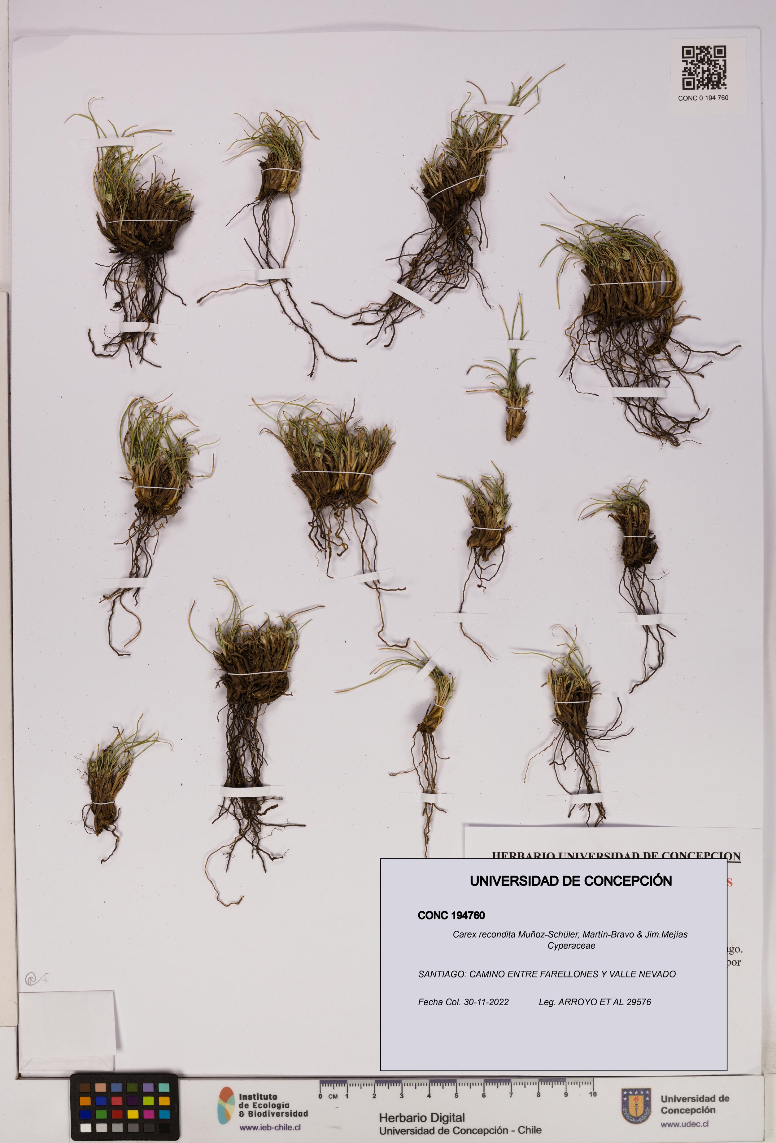 Carex recondita [Espécimen: UDEC:CONC:0194760]