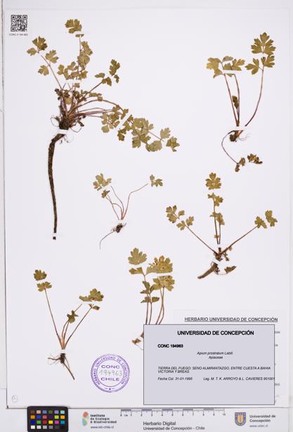 Apium prostratum [Espécimen: ]