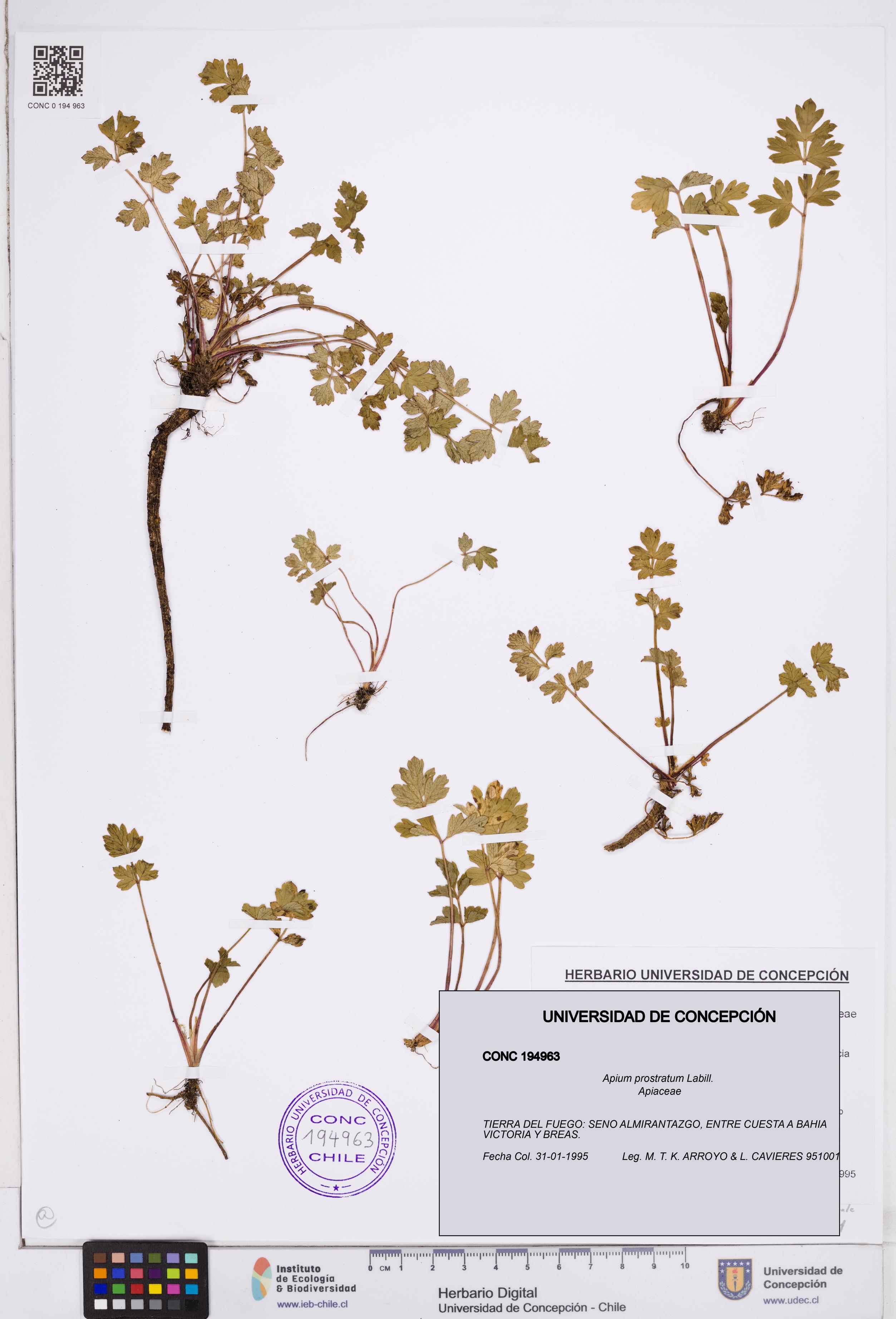 Apium prostratum [Espécimen: ]