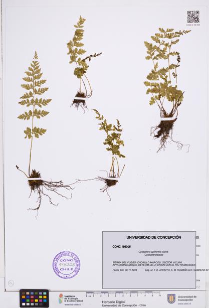Cystopteris apiiformis [Espécimen: ]