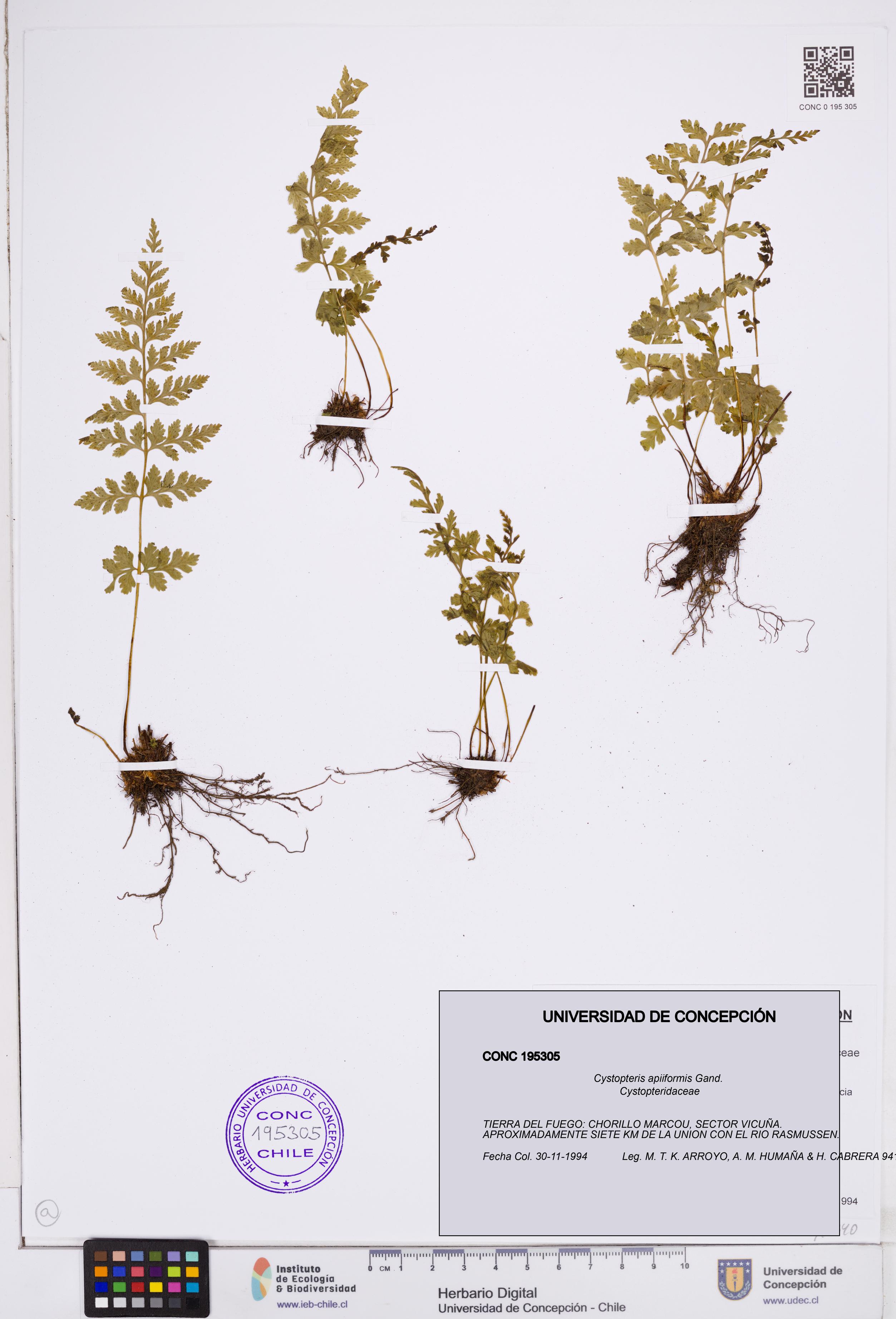 Cystopteris apiiformis [Espécimen: ]