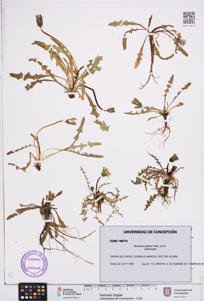 Taraxacum gilliesii [Espécimen: ]