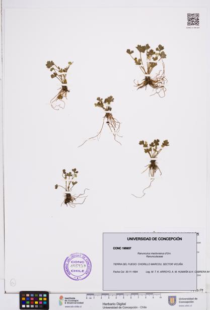 Ranunculus maclovianus [Espécimen: ]