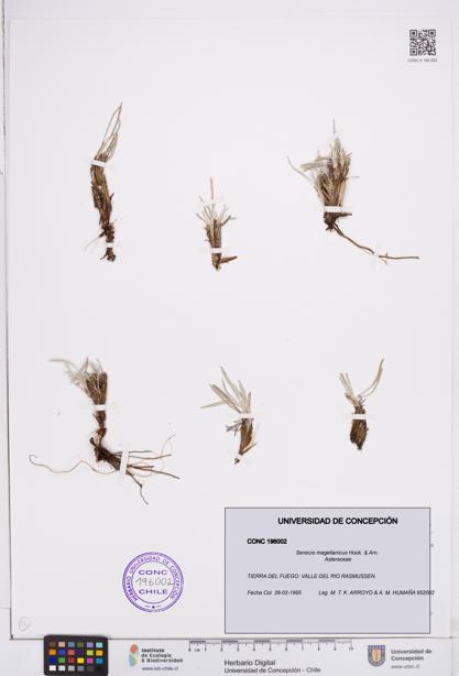 Senecio magellanicus [Espécimen: ]
