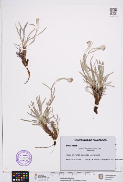 Senecio magellanicus [Espécimen: ]