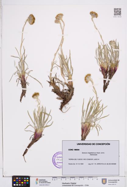 Senecio magellanicus [Espécimen: ]
