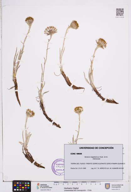 Senecio magellanicus [Espécimen: ]
