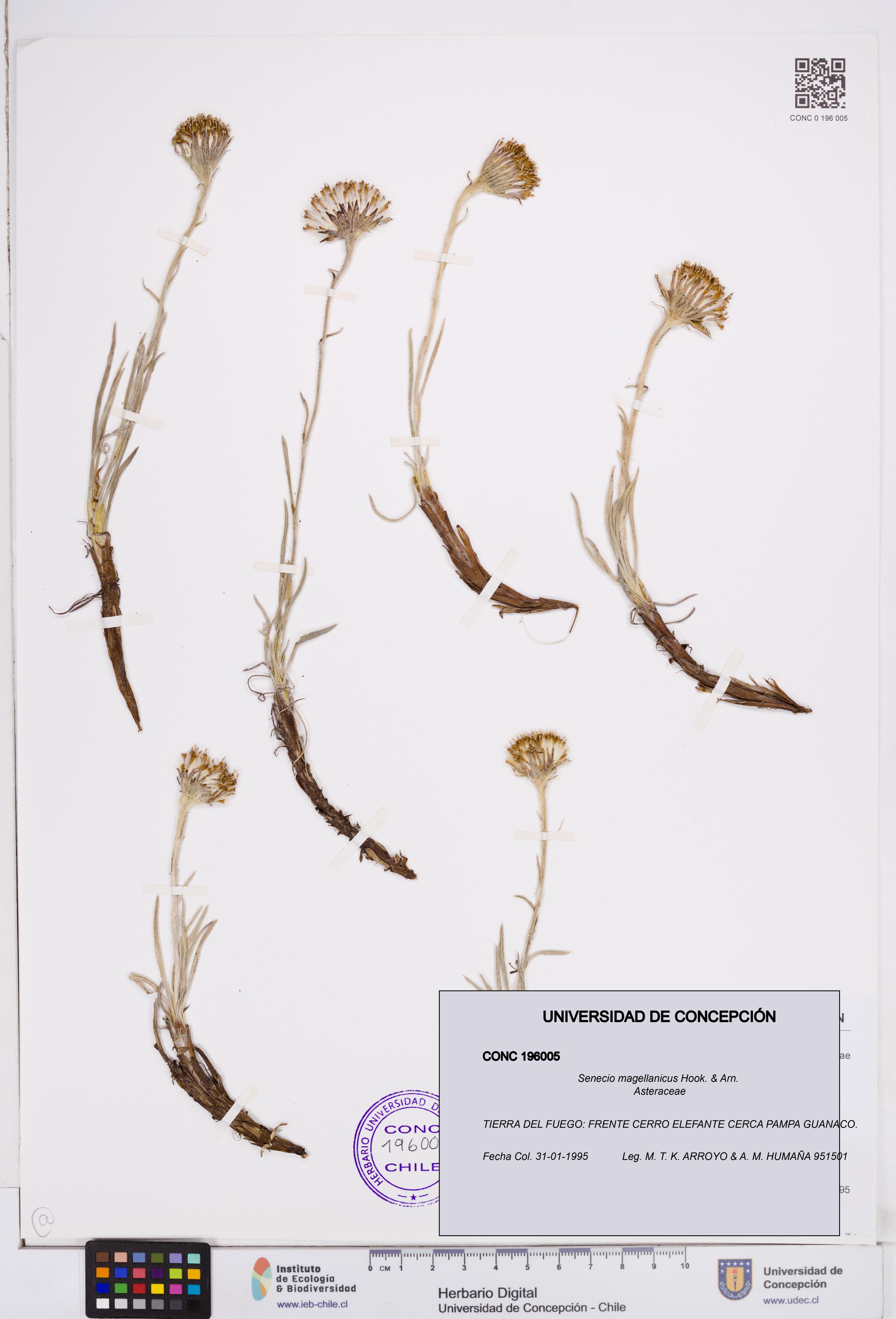 Senecio magellanicus [Espécimen: ]