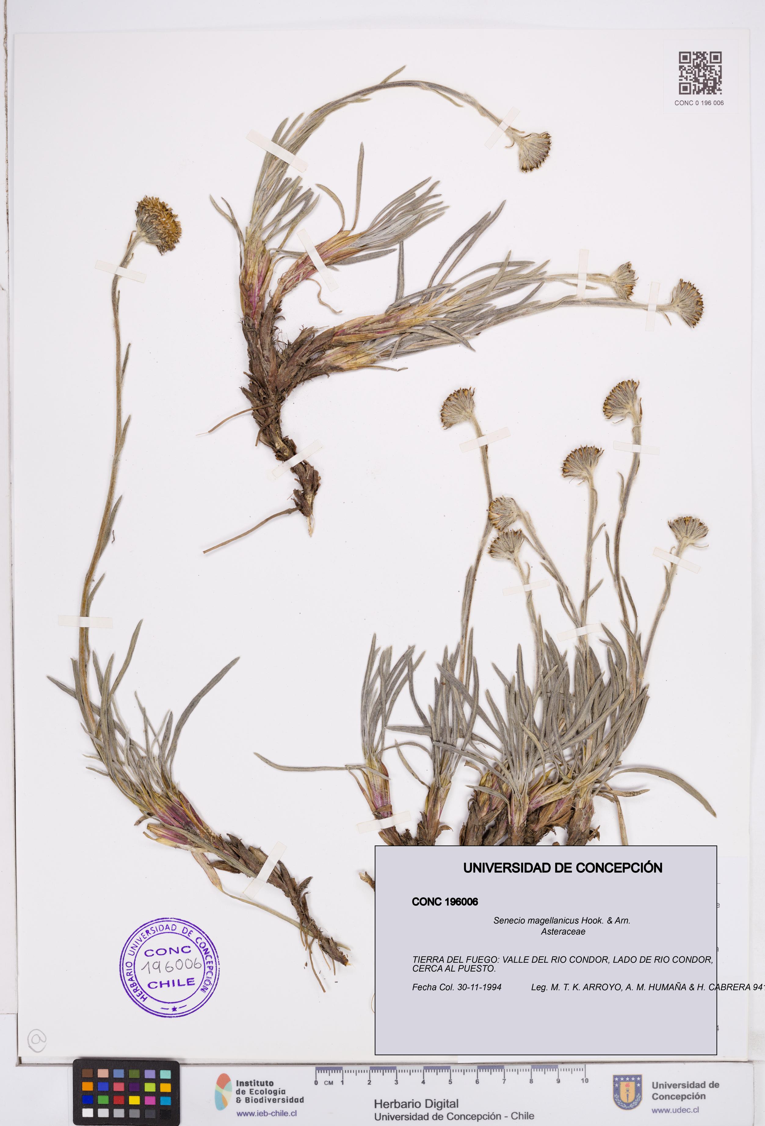 Senecio magellanicus [Espécimen: ]