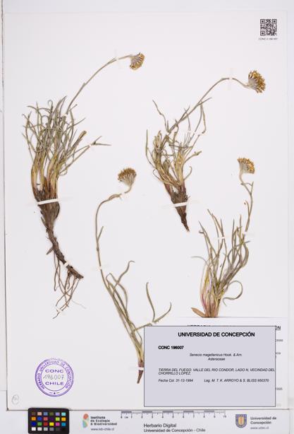Senecio magellanicus [Espécimen: ]