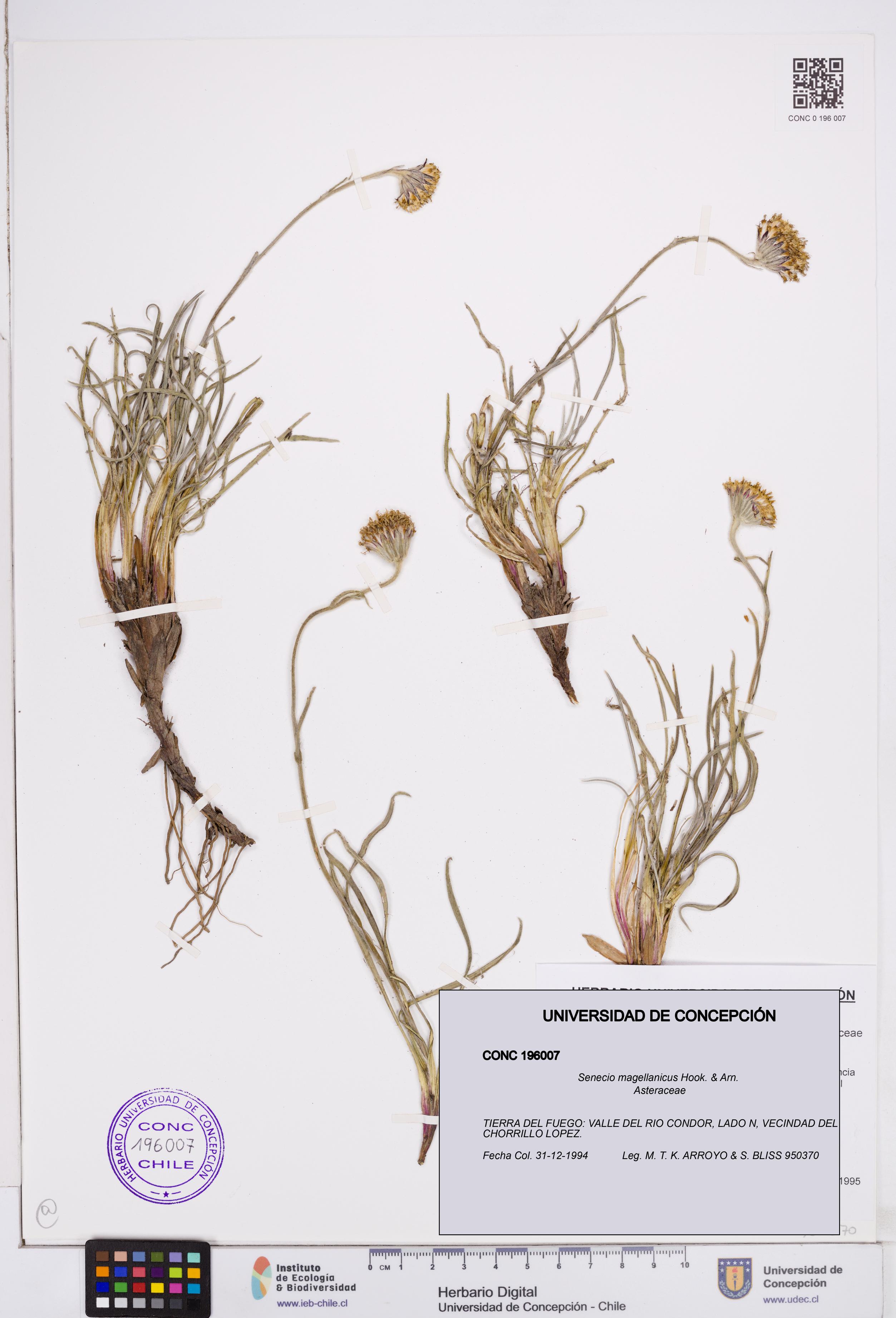 Senecio magellanicus [Espécimen: ]