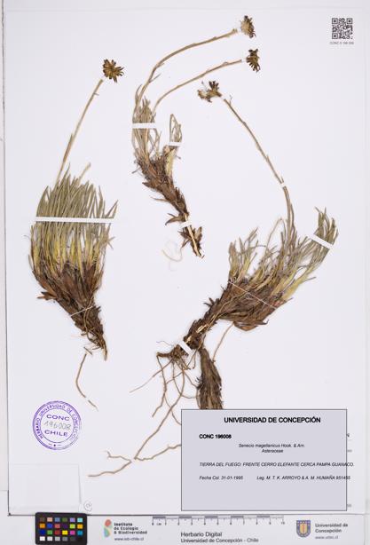 Senecio magellanicus [Espécimen: ]