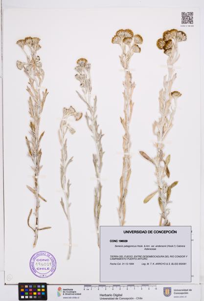 Senecio patagonicus var. andersonii [Espécimen: ]