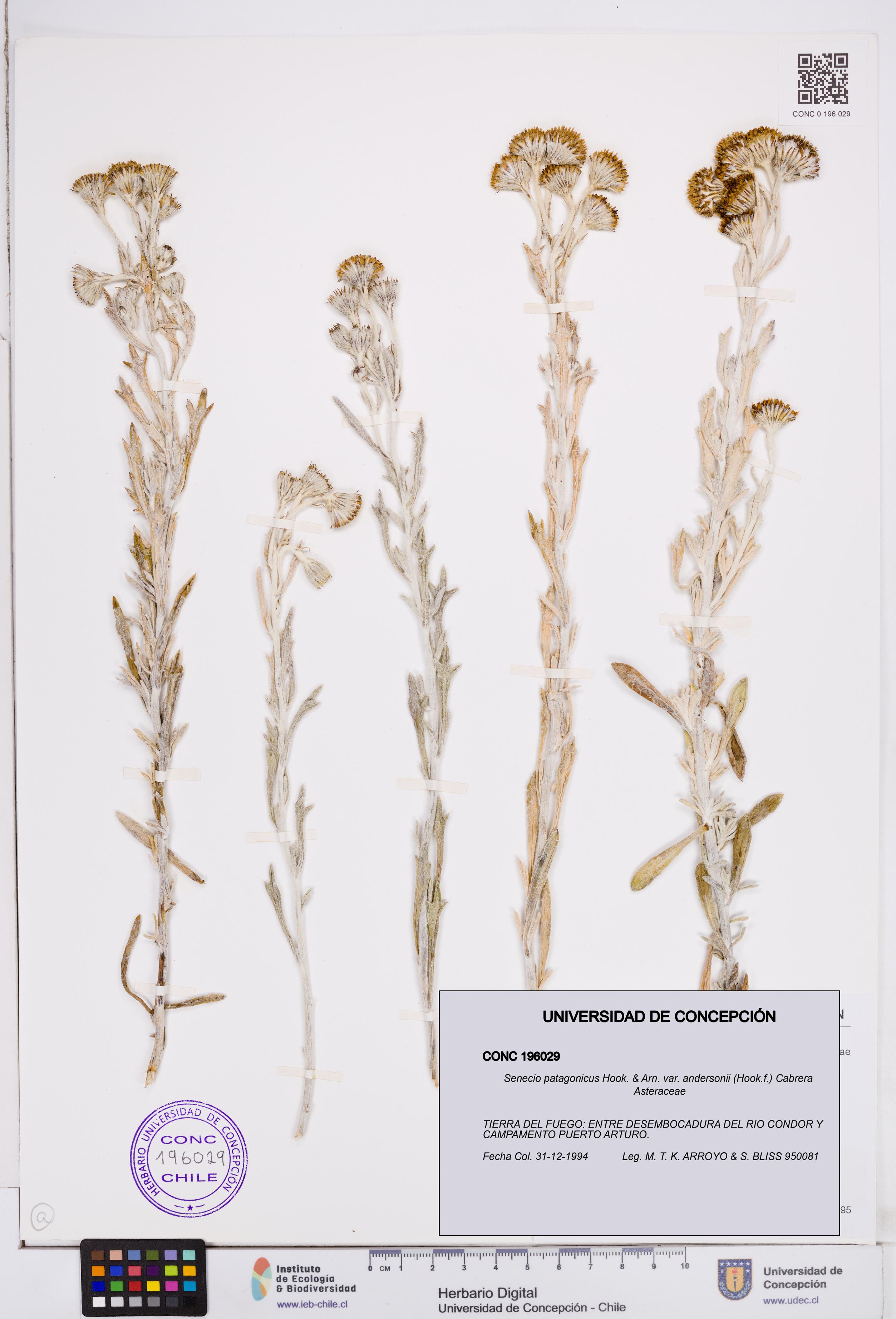 Senecio patagonicus var. andersonii [Espécimen: ]