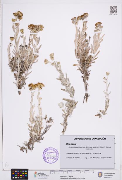 Senecio patagonicus var. andersonii [Espécimen: ]