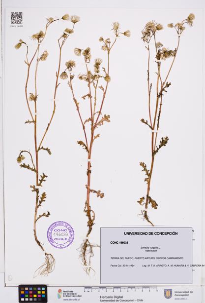 Senecio vulgaris [Espécimen: ]