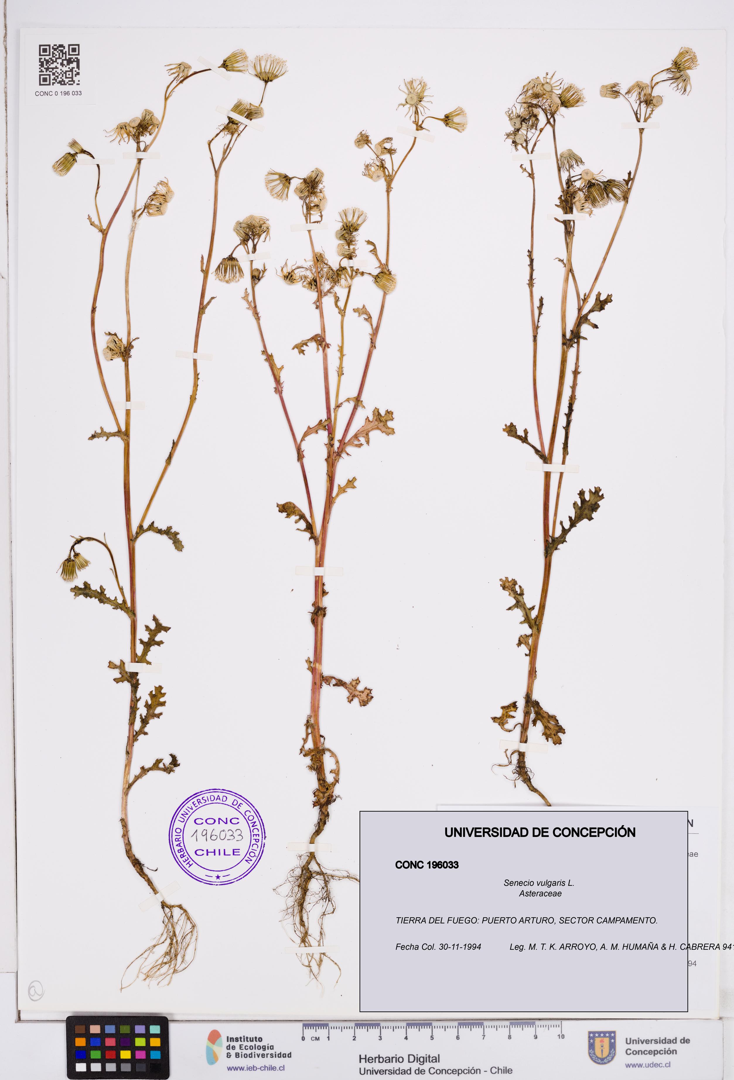 Senecio vulgaris [Espécimen: ]