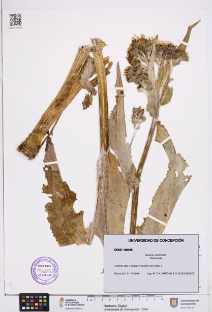 Senecio smithii [Espécimen: ]