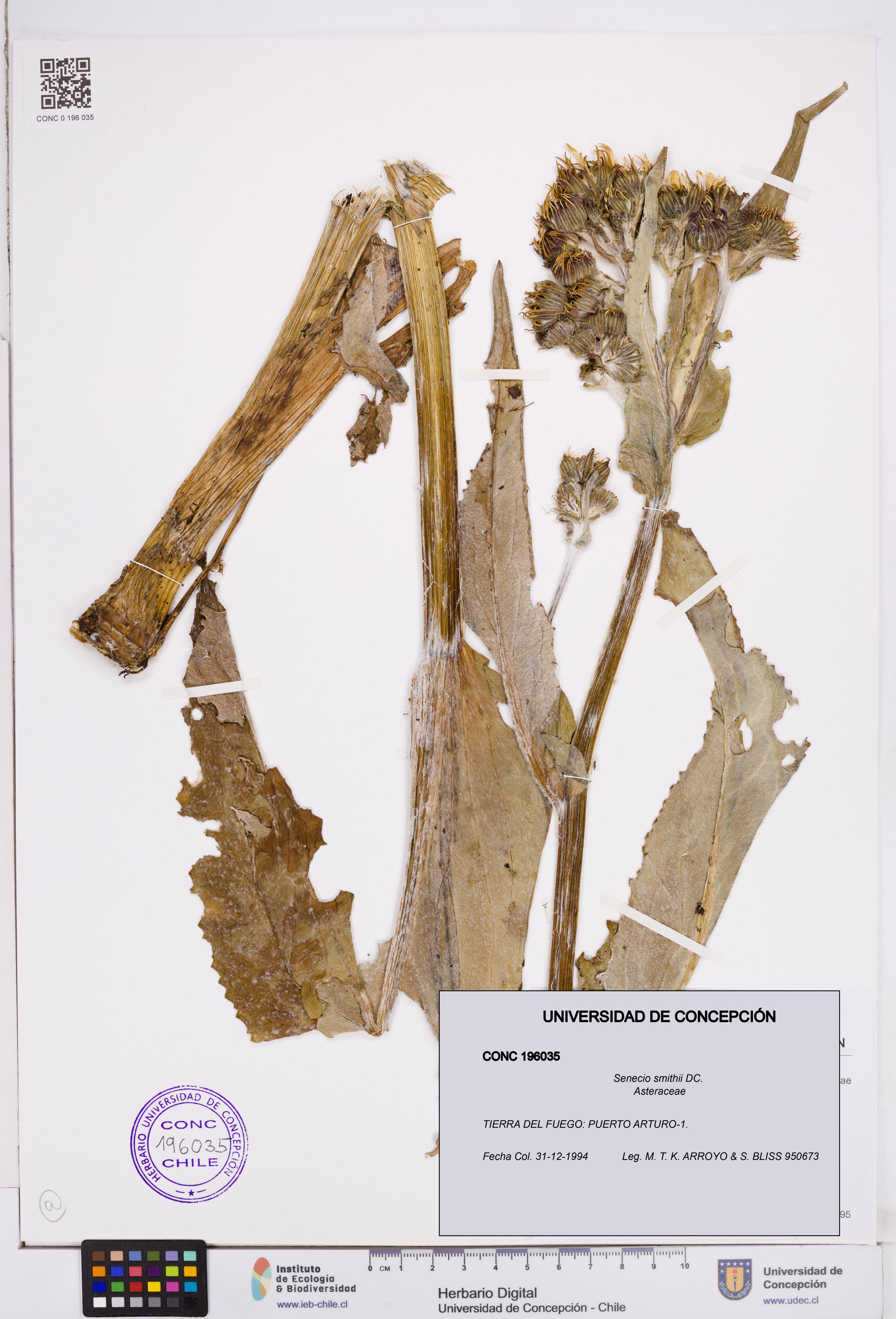 Senecio smithii [Espécimen: ]